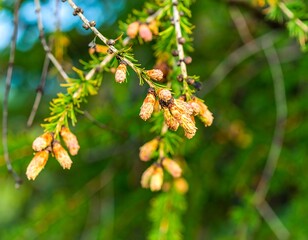 Close-up of delicate spring blossoms on branches