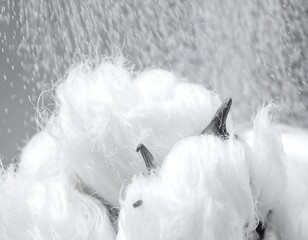 Close-up of fluffy cotton bolls