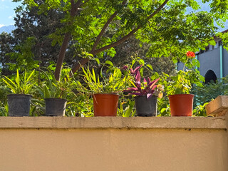 Potted plants with green leaves and flowers arranged on a wall in sunlight. Gardening, ecology and decoration represented through nature, culture and outdoor lifestyle.