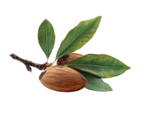 Almond branch with leaves