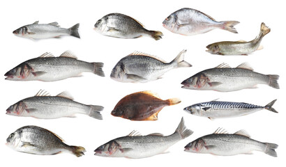 Different types of raw fish isolated on white, collage