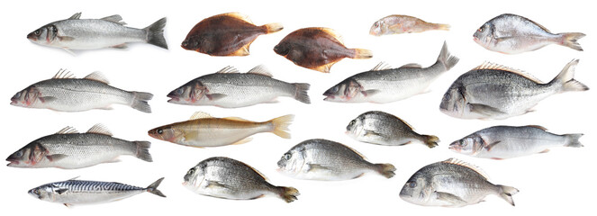 Different types of raw fish isolated on white, collage
