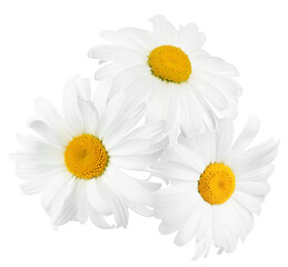 Fototapeta premium Beautiful fresh chamomile flowers isolated on white