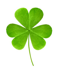 Fresh green clover leaf isolated on white
