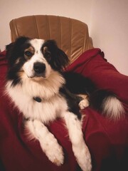 Relaxing border collie on a cozy red blanket and chair