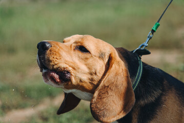 cute black red and white beagle dog walks on leash with owner in green field outdoors in sunny...
