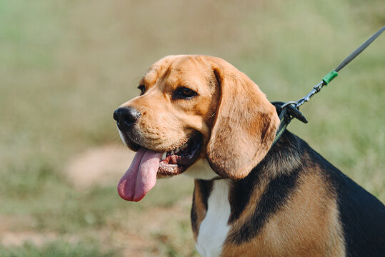 cute black red and white beagle dog walks on leash with owner in green field outdoors in sunny summer day, scent hound, foxhound, hunting dog, dogwalking concept - Powered by Adobe