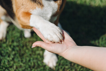 cute black red and white beagle dog sits on green lawn outdoors in sunny summer day, giving paw to...