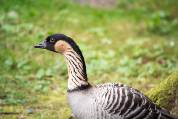 Hawaiigans (Nēnē) – seltene Gans aus Hawaii in der Natur