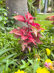 Decorative red and green plant growing in garden among yellow flowers. Gardening, ecology and lifestyle represented through nature, decoration and outdoor cultivation.