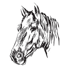 horse vector illustration with white Background 