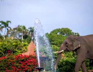 Elephant at a water fountain in a tropical garden