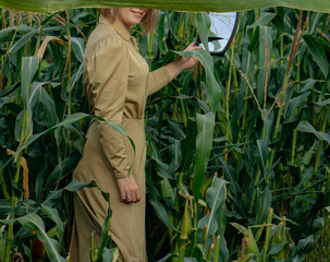 Model with a mirror in her hands outdoor in corn field. Reflection in the mirror of  elegant young...