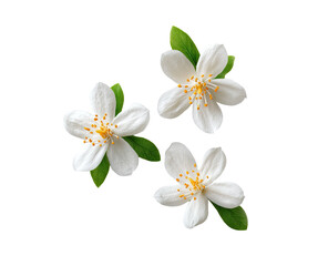 Fototapeta premium Three delicate white flowers with green leaves, isolated on black