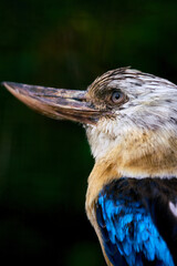 Fototapeta premium Vogelpark Walsrode