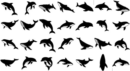 Vector art of silhouetted dolphin collection, showcasing various poses and positions of the marine mammal in black and white