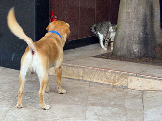 Dog standing near a cat by a tree in a tiled area. Animal interaction, domestic life and...