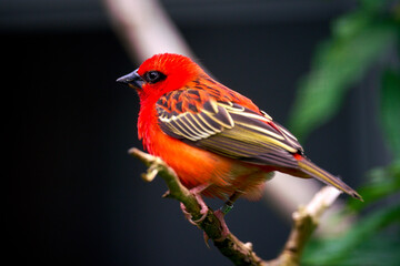 Vogelpark Walsrode