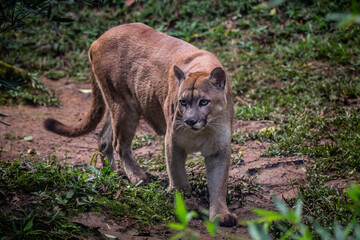 Fototapeta premium Puma concolor (cougar)(mountain lion)(puma)
