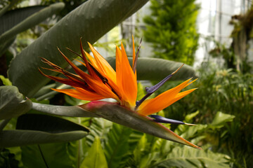 Obraz premium Detail of a flower of a tropical plant called Strelitzia reginae. The plant is also called bird of paradise, because of the appearance of its flower. Tropical plant in a greenhouse, exotic flower.
