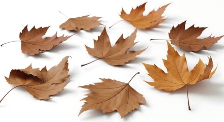 Isolated studio shot of several dry maple leaves scattered on a white background.