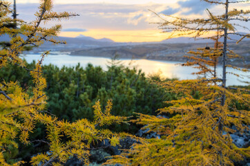 Picturesque evening autumn landscape. View of larch trees, sea bay and hills. Branches of larch trees with yellow needles. Beautiful sunset. Shallow depth of field and blurry background. Soft focus.