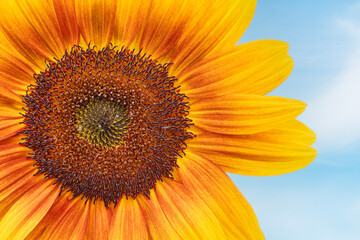Obraz premium Closeup of the Center of a Sunflower with a Blue Sky