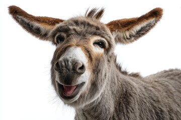 Obraz premium Joyful donkey posing in studio against white background, showcasing playful expression and unique features typical of cheerful barnyard animals