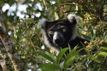 Indri lemur looking curiously from the branches in Madagascar during the morning hours of a sunny day