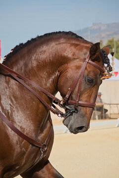 portrait of a horse