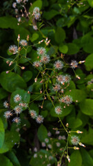 Close-Up of Wild Plant with Fluffy Seed Heads