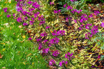 Closeup of purple Cleome flowers with intricate spider-like blooms and seed pods growing in green grass. Mikhailovsky Garden, Saint Petersburg, Russia.