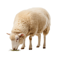 A fluffy sheep grazing calmly isolated on a plain background for a clean visual.