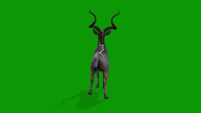 Green Screen 3D Kudu Animation idle Scene From Back-Wildlife Render