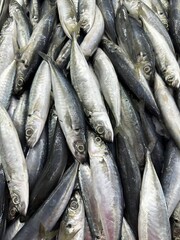 Pile of fresh silver fish with dark stripes.
