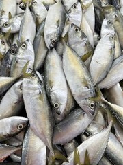 Pile of fresh Indian mackerel fish at market.