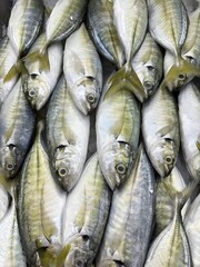 Pile of fresh fish with silver scales and yellow tails.