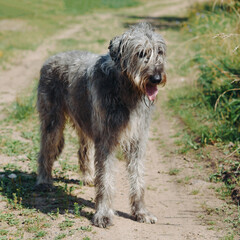 magnificent grey Irish Wolfhound dog walking on green grass in summer, dogwalking concept