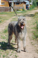 magnificent grey Irish Wolfhound dog walking on leash on green grass in summer, dogwalking concept