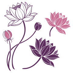 Lotus flower icons. Pink with Purple lotus flower. Vector lotus icons set on white background