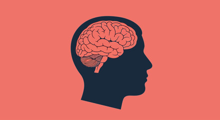 Anatomical illustration of the human brain inside a head silhouette.
