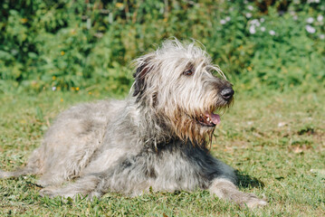magnificent grey Irish Wolfhound dog lying on green grass in summer, dogwalking concept