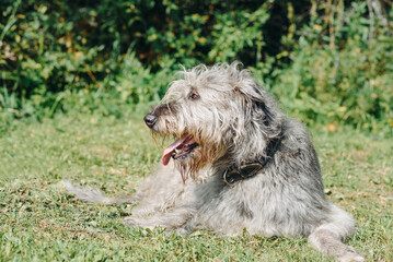 magnificent grey Irish Wolfhound dog lying on green grass in summer, dogwalking concept