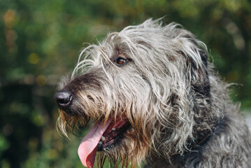 magnificent grey Irish Wolfhound dog standing on green grass in summer, closeup view of head, dogwalking concept