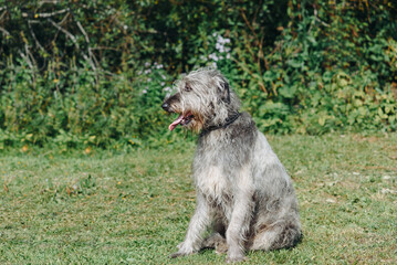 magnificent grey Irish Wolfhound dog sitting on green grass in summer, dogwalking concept
