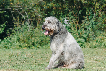 magnificent grey Irish Wolfhound dog sitting on green grass in summer, dogwalking concept