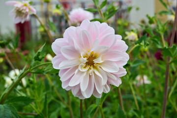 Obraz premium light pink dahlia Bracken Ballerina