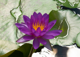  Nymphaea, nouchali Burm