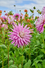 light pink dahlia Hillcrest Candy with blue sky in the background