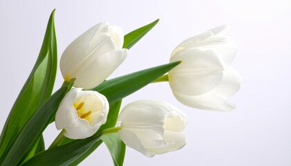 Close-up of white tulips with green leaves, softly lit against a blurred pink background.